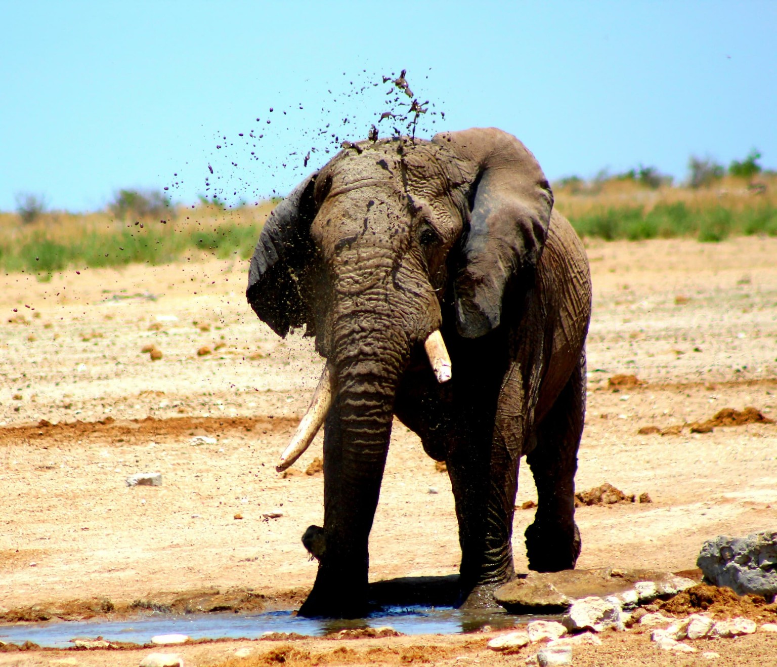 Elephant at an Etosha waterhole