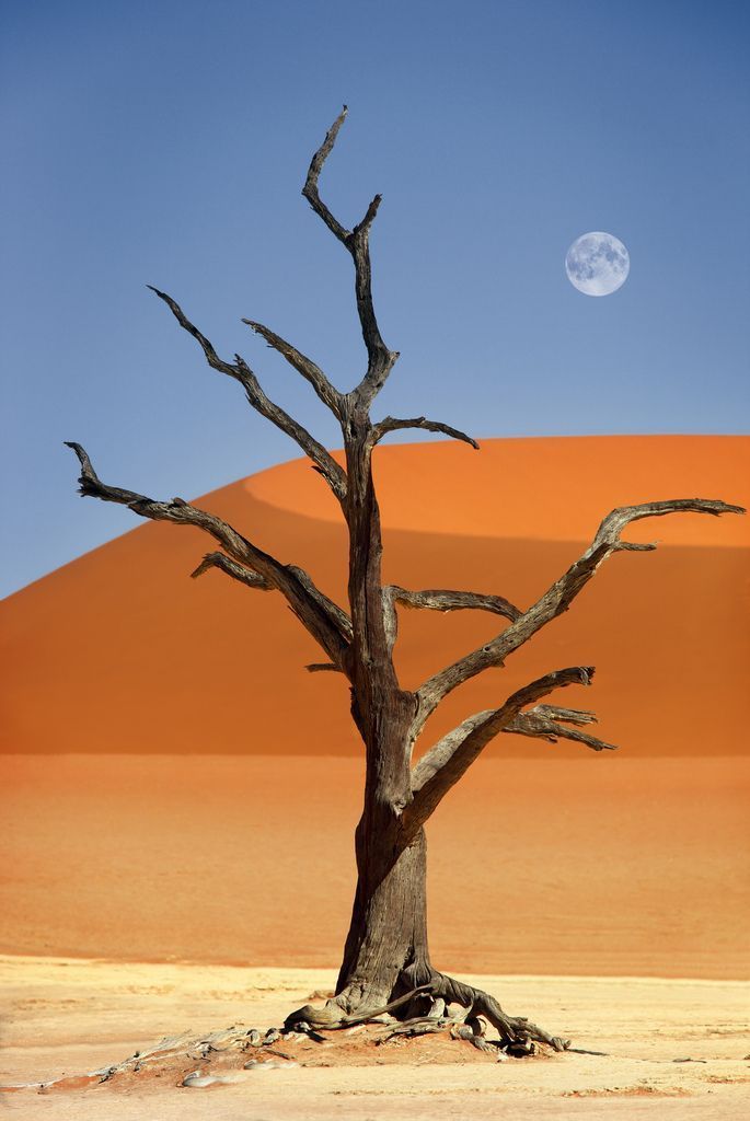 Big Daddy and Dead Vlei, Sossusvlei